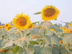 Dolly:Sunflower plantations at evening. Stock Footage