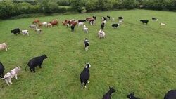 Aerial view of cows in a field Stock Footage
