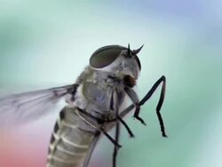 SLOW MOTION: FLY Stock Footage