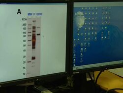 Gas chromatography-mass spectrometry (GCMS), University of Washington, Seattle, USA Stock Footage