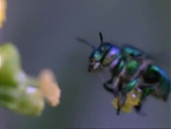 Euglossine Bee, CU bee collects nectar from flower, puts it on it's hind legs, Panama. Stock Footage