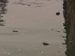 Pollution sea Stock Footage