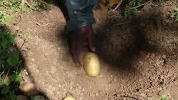 VOICED : Ebola inflicts heavy toll on Guinean potato trade News Clip