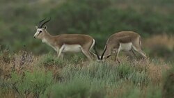 Gazelle Goitered Stock Footage