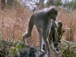 MS Yellow Baboons, Papio cynocephalus, with young, on rock amongst grass, Tanzania Stock Footage