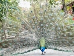 Peacock feathers beautiful bird. Stock Footage