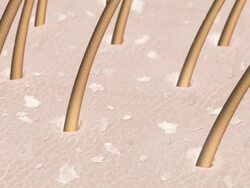 Dandruff washed away by the shampoo Stock Footage