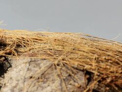 Crab walking on coconut shell Stock Footage