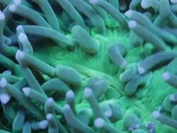 Coral in an Aquarium tank Stock Footage
