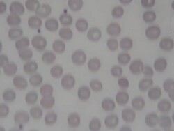 scientist testing in laborator. HD video Stock Footage