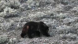 MS shot of a large male grizzly (Ursus arctos) walking through the sagebrush in early spring Stock Footage