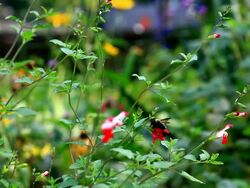 Honey Bee pollinating plant in meadow Stock Footage