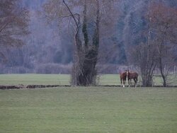 HD:Horses Stock Footage