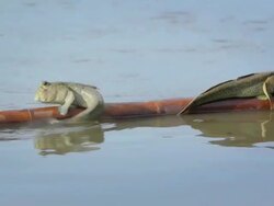 Behavior of Mudskipper Stock Footage