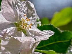 SLO MO Raindrops falling on the apple blossom Stock Footage