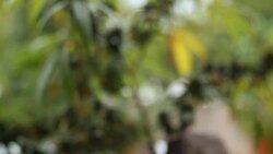 marijuana weed field Stock Footage