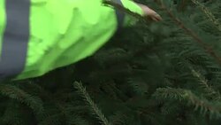 Christmas Tree Farm Worker News Clip