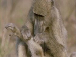 CU Adult baboon grooming the leg of a young baboon, zoom out to reveal both baboons, Mana Pools, Zimbabwe Stock Footage