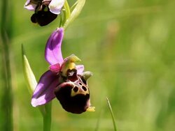 Ophrys apifera - Bee Orchid Stock Footage