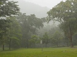 rainly tropical forest Stock Footage