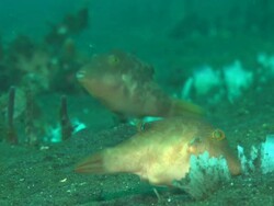 Toby fish, pair, Indonesia  Stock Footage