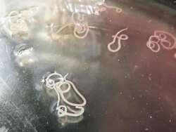 Anisakis nematode fish parasites in a petri dish Stock Footage