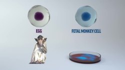 Dolly the sheep cloning method produces two healthy monkeys ++Animation Mute++ News Clip