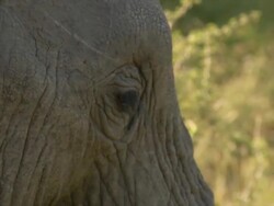 CU View of African Elephant feeding / Kruger National Park, Mpumalanga, South Africa Stock Footage
