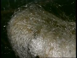 Silkworm, Bombyx mori,  head spins silk inside transparent silk cocoon, preparing for chrysalis stage, CU, Israel Stock Footage