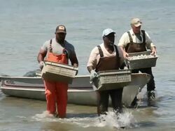 WS PAN Group of Watermen Carrying Bins of Clams Ashore / Oyster, Virginia, USA Stock Footage