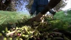 Farmers use extruded nets to harvest olives in Venice, Italy. Stock Footage