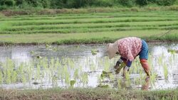 Rice cultivation Stock Footage