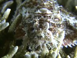 Camouflaged Scorpion fish, Southern Visayas, Philippines Stock Footage