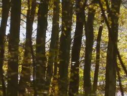 HD DOLLY: Autumn Forest With Lake In Background Stock Footage