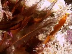 MS Shot of Several invertebrates covering reef including feather stars and sea anemeones / Sodwana Bay, KwaZulu Natal, South Africa Stock Footage