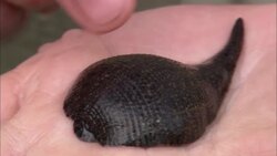 A giant leech slithers across a person's hand. Stock Footage