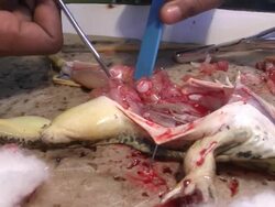 Dissection Stock Footage