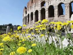 Coliseum at summer in Rome Stock Footage