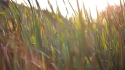 Bulrush among green grass Stock Footage