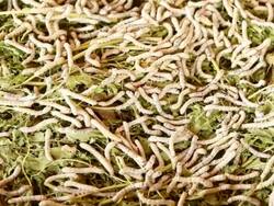 SilkWorms Stock Footage