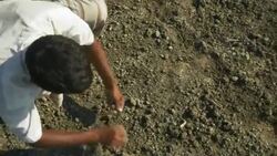 Farmers in rural Bangladesh plant corn kernels as seeds into freshly ploughed land by hand Stock Footage