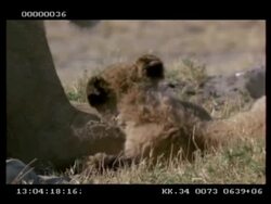 CU Lion cub playing with dozing lioness, pulls out, lioness snarls at cub Stock Footage