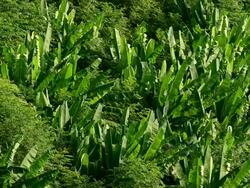 Banana Tree Stock Footage
