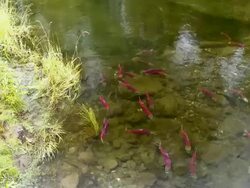 WS TU Coho salmons spawning in Horsefly river / Horsefly, British Columbia, Canada Stock Footage