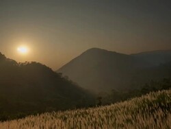 T/L sunset over backlit crop, mountain in background, Western Ghats, India Stock Footage