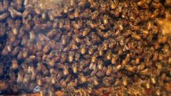 Feremones Instructional Video