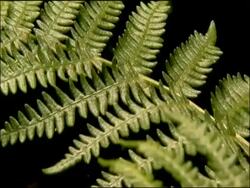 Bracken cu against black, Parque Natural Los Alcornocales (Cadiz y Malaga), Andalucia, Spain Stock Footage