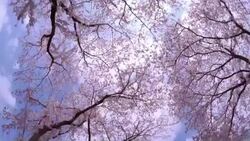 Cherry blossom in full bloom -4K- Stock Footage