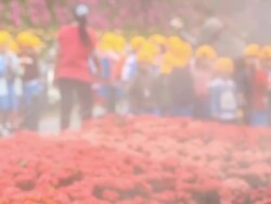 Colorful Garden Stock Footage