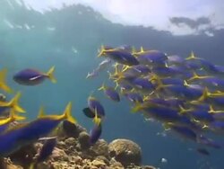 Yellow and Blueback Fusilier over the Reef Stock Footage